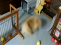 お父さんが帰ってきて興奮するまる②