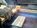 カピバラ温泉「華の湯」開業♪